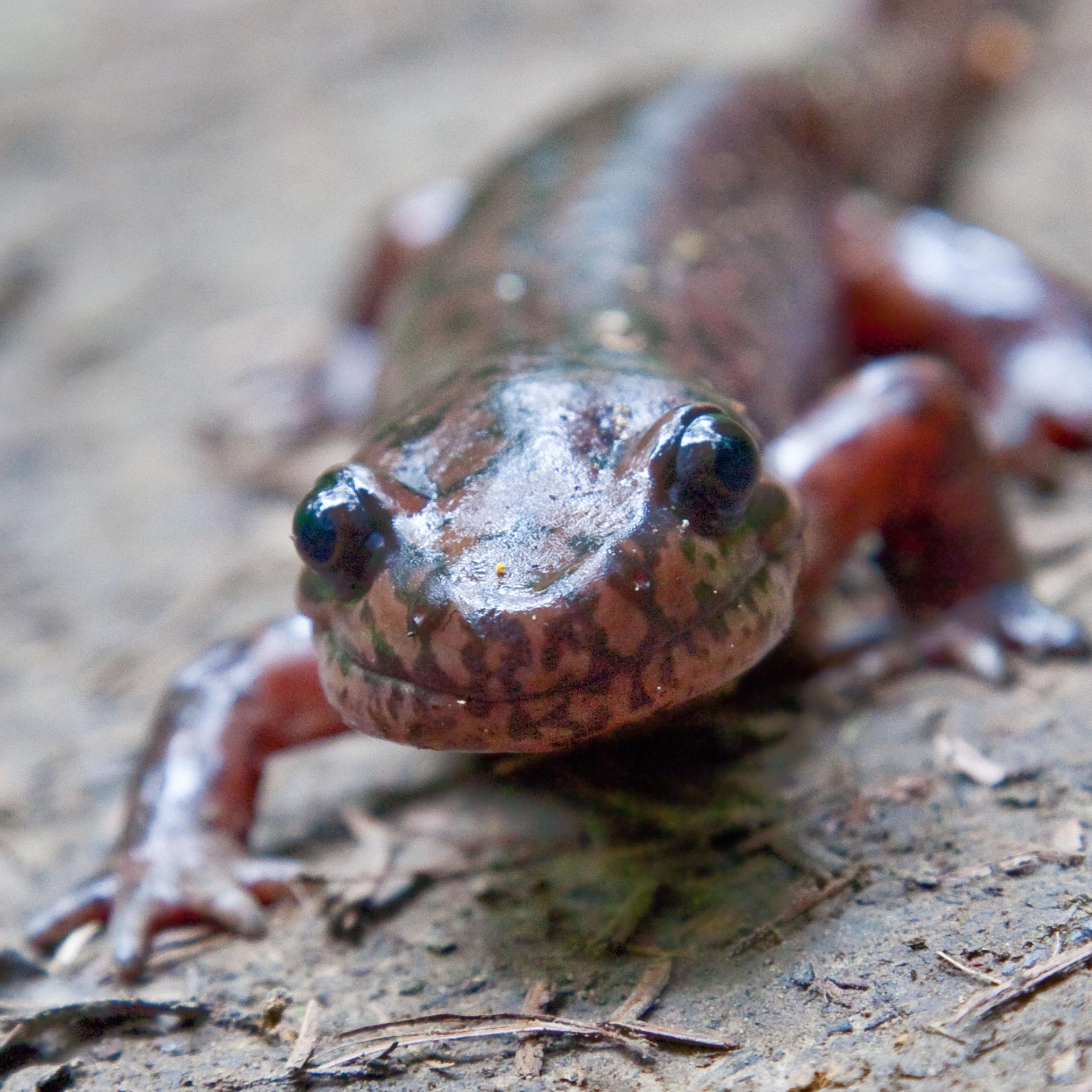 A tiny pink and gray salamander seems to smile at the camera