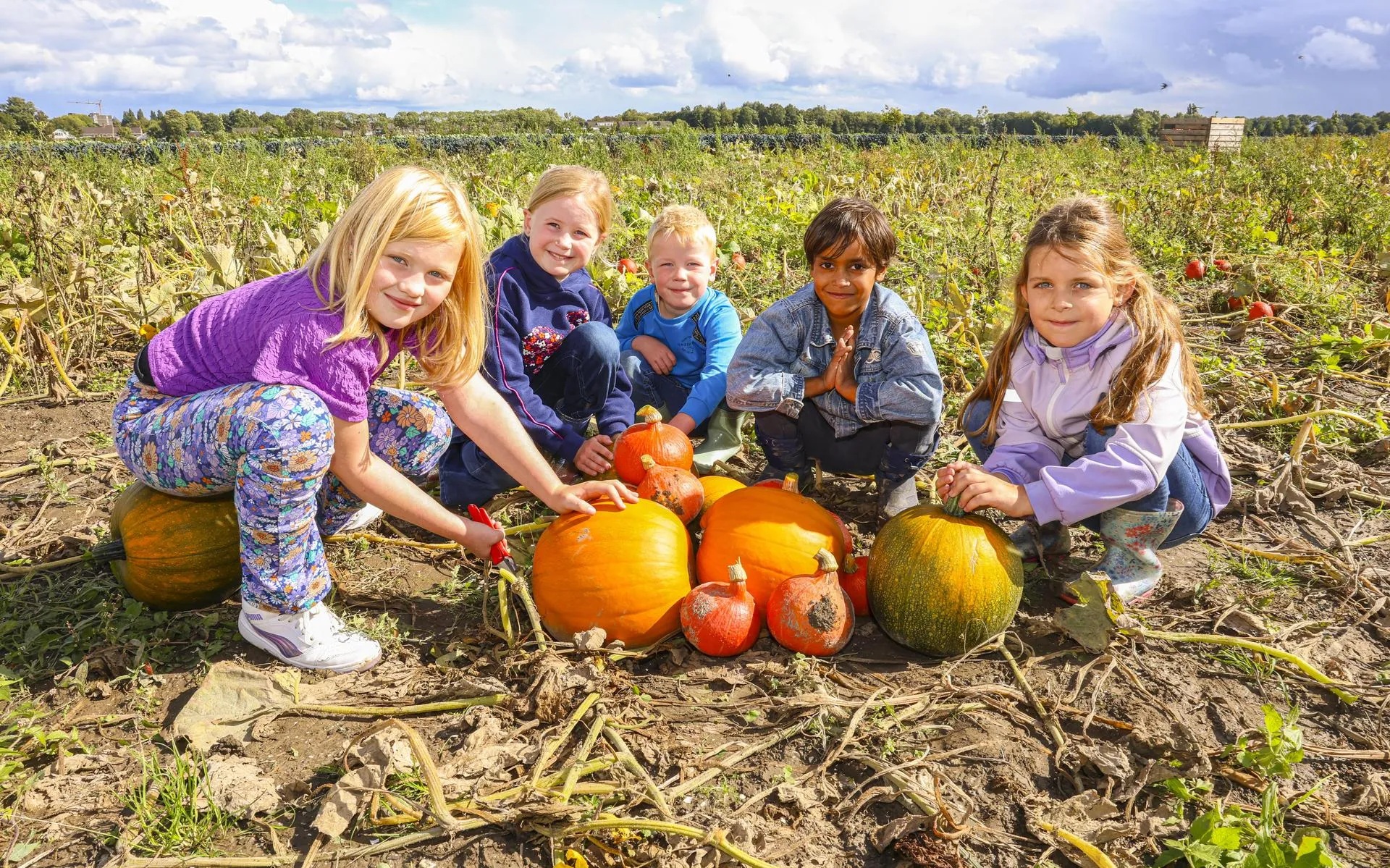 Kinderen helpen met de pompoenoogst