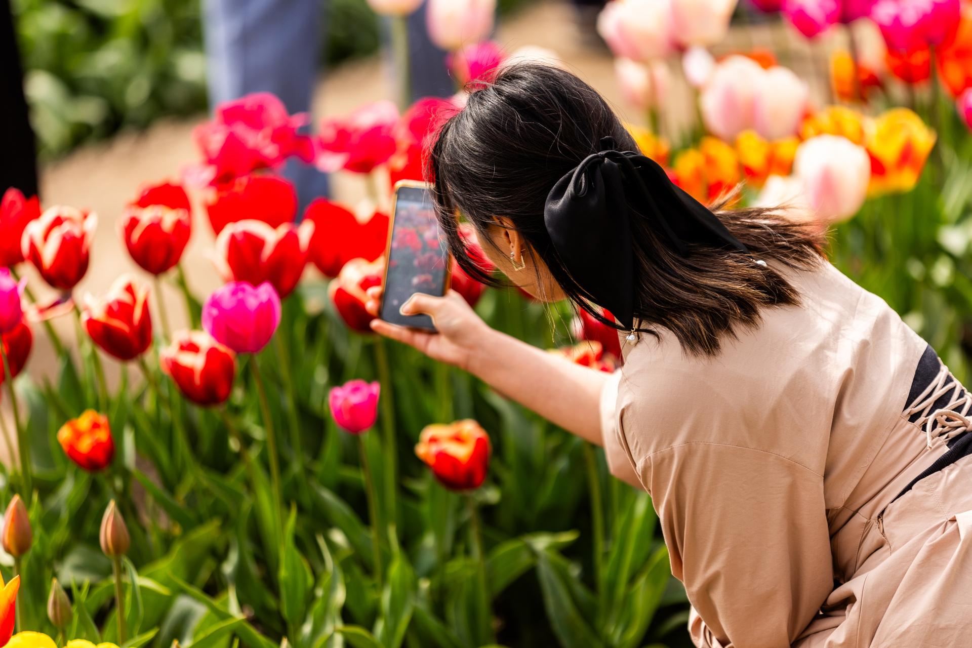Een vrouw maakt een close-up-foto van de tulpen in het Tulpenbelevingsveld