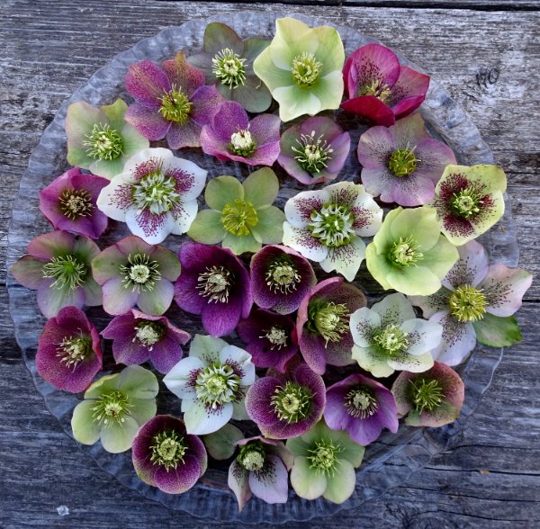 Een schaal vol geplukte helleborusbloemen