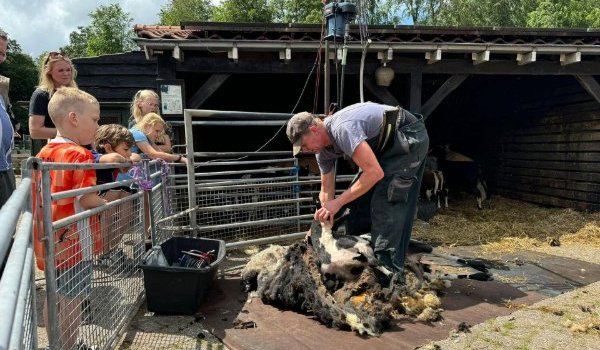 Kinderen kijken toe terwijl een scheerder een schaap scheert bij Kinderboerderij Emmelerbos