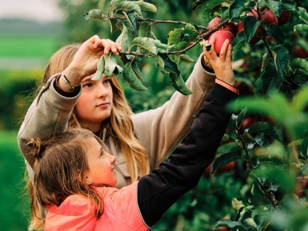 Twee zusjes plukken appels in de boomgaard van Vink Fruitboerderij