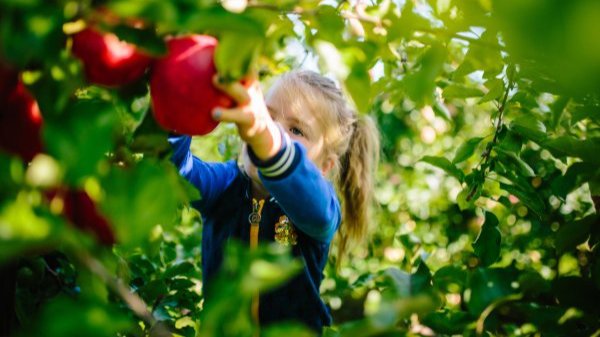 Kinderen helpen met de pompoenoogst