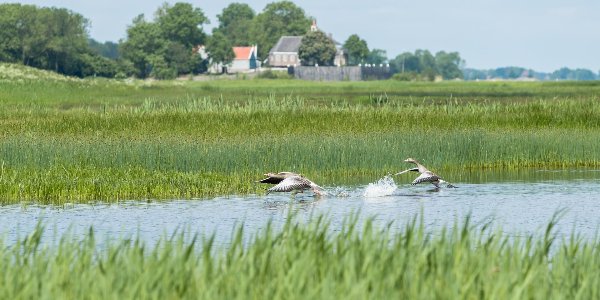 Uitzicht op weide en water tijdens het lopen van de Ruïneroute Schokland