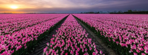 Een veld vol met roze-witte tulpen met een ondergaande zon op de achtergrond