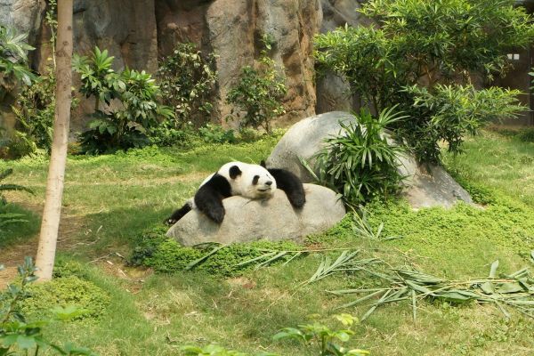 Internationale dag van de Panda