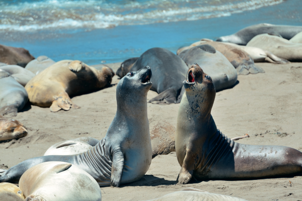 Highway1_seals%20%284%29.png