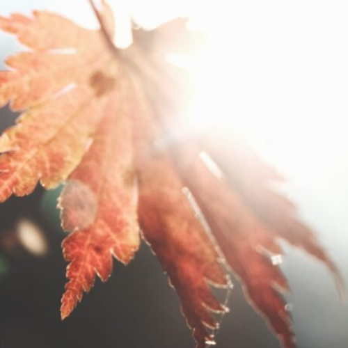 Hersenen in een opgelichte lichtbal