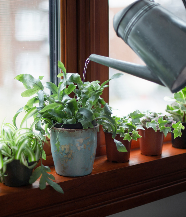 Geen groene vingers? Zo houd je tóch moeiteloos je planten in leven