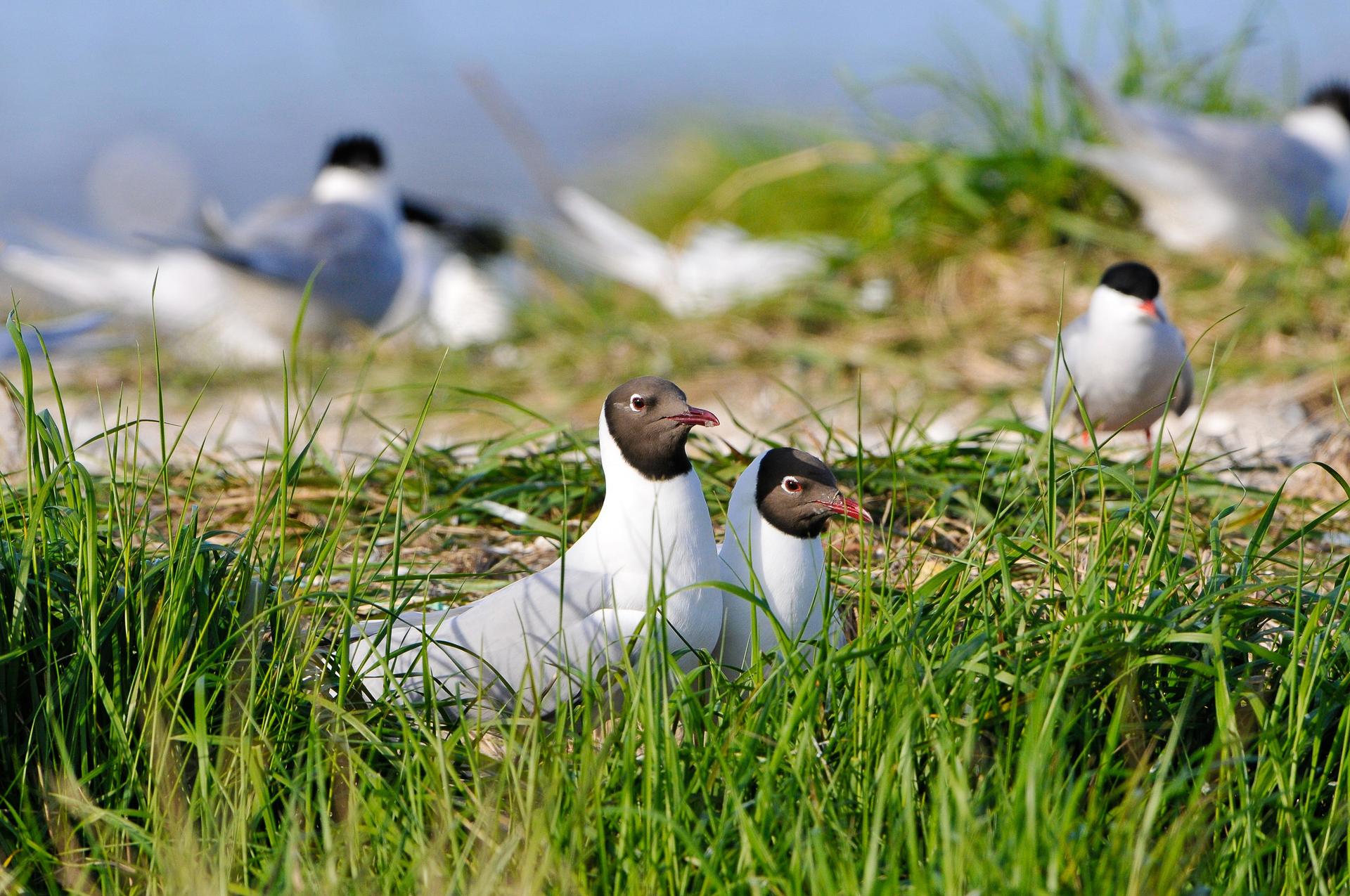 Vogels in de natuur