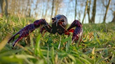 Rivierkreeft in het gras