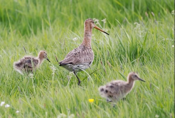 Grutto's in het gras