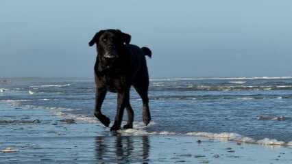 Hond op het strand