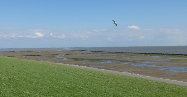 Dijk en het Wad