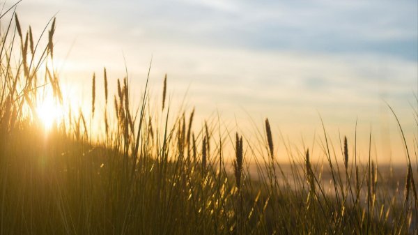 Helmgras bij ondergaande zon