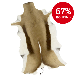 Vacht Springbok