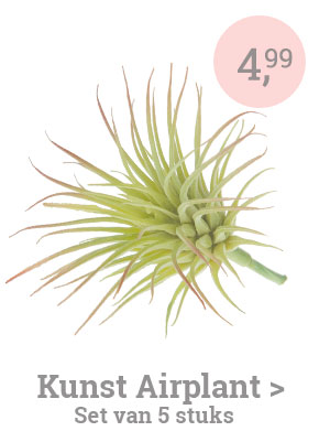Airplants