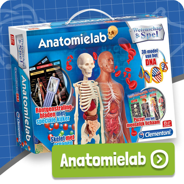 Anotomie