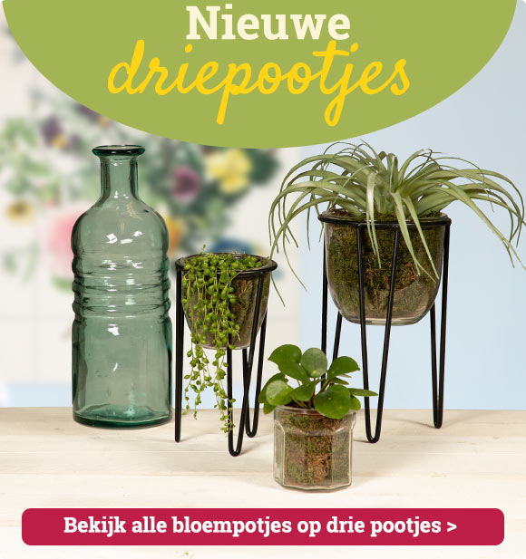 Bloemen- en Plantenpotten