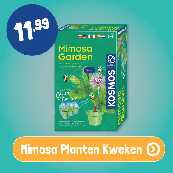 Mimosa planten kweken