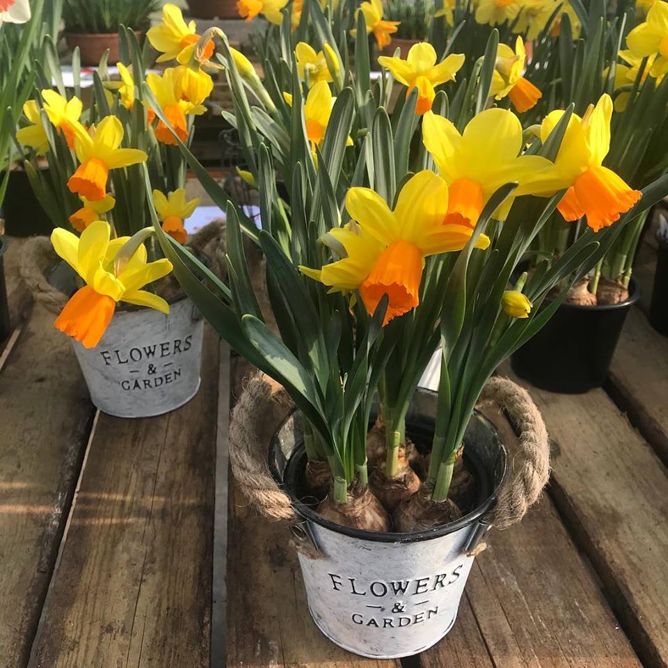 Bulb on Pot