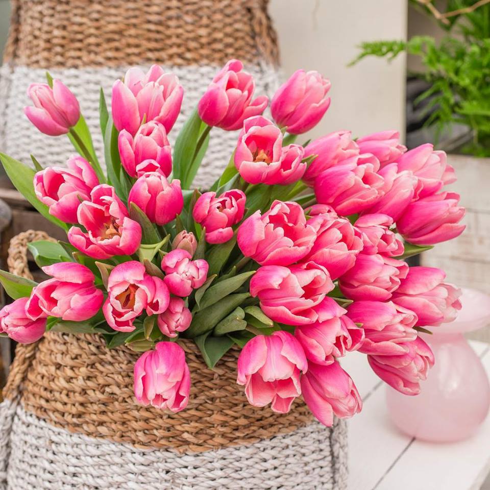 Women's Day