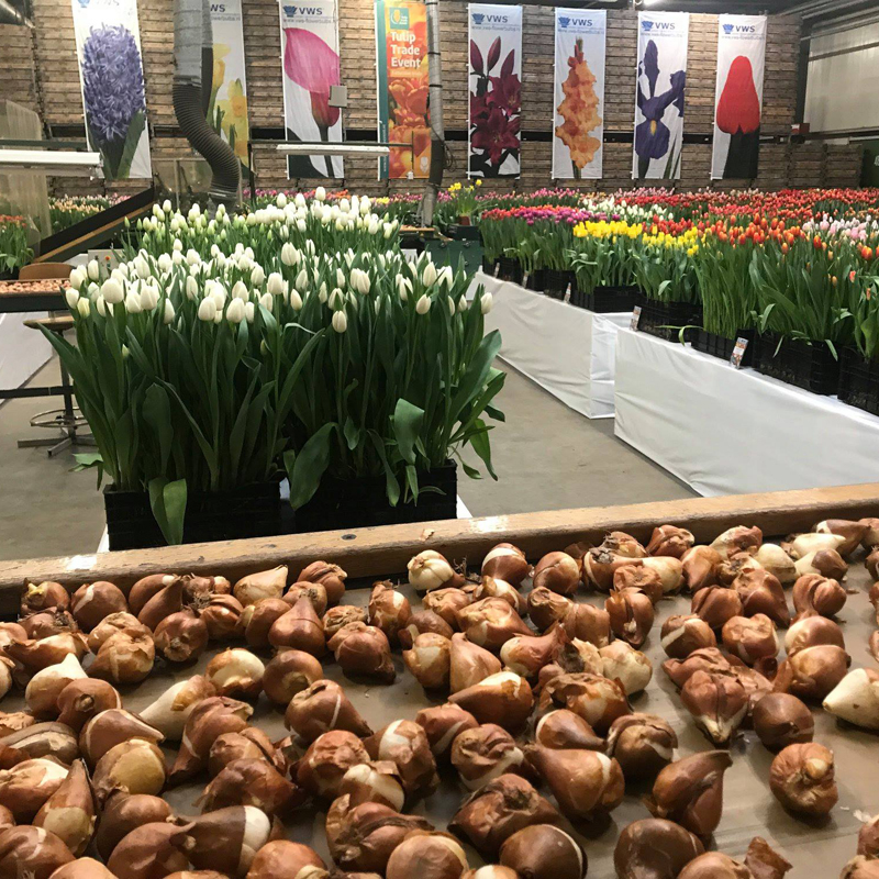 Tulip Trade Event