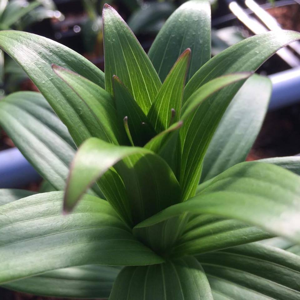 Greenhouse ready for Dutch Lily Days