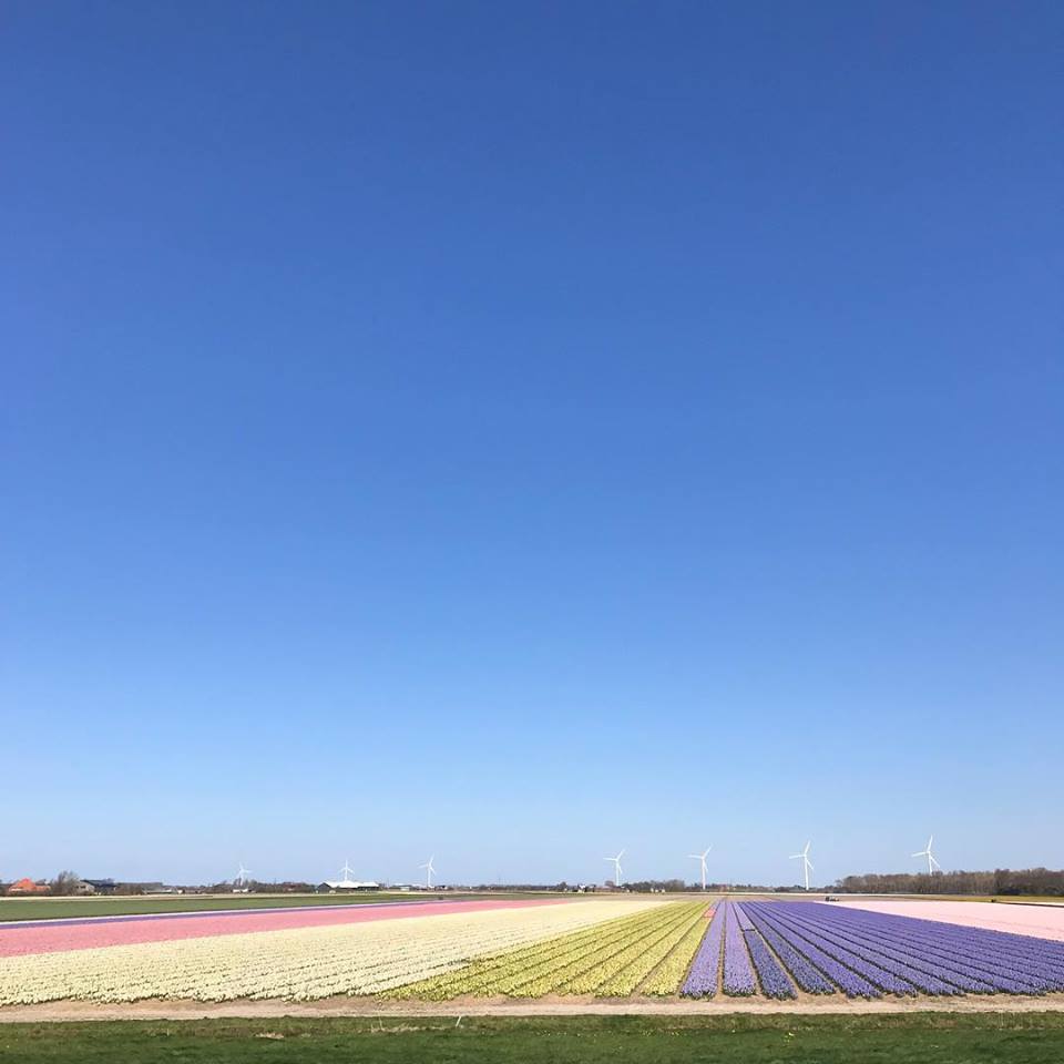 Flowerint fields