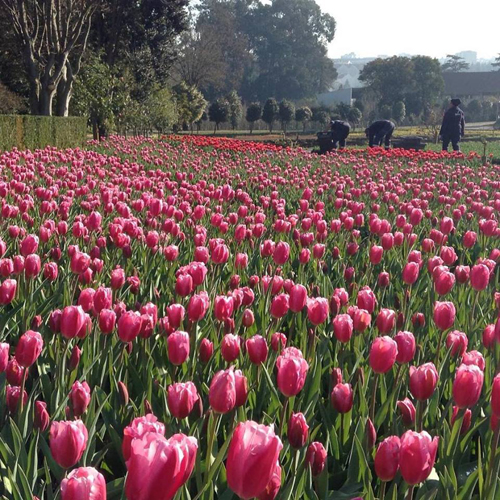 Tulips in Porto