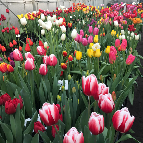 Tulip test greenhouse VWS