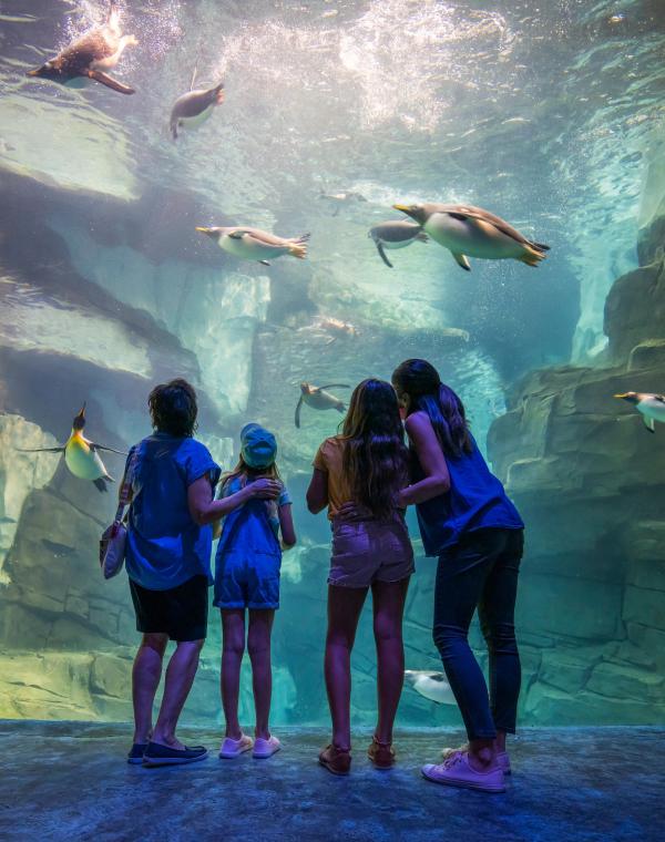 Children watching penguins swim in a tank at SeaWorld