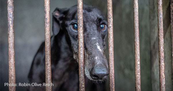 Lonely greyhound waits to be airlifted away to waiting adoption group in Italy