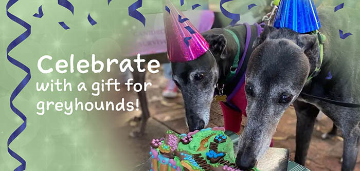 Celebrate with a gift for greyhounds