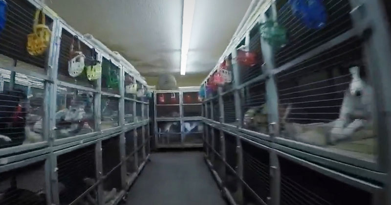 Greyhounds at a Florida racing kennel