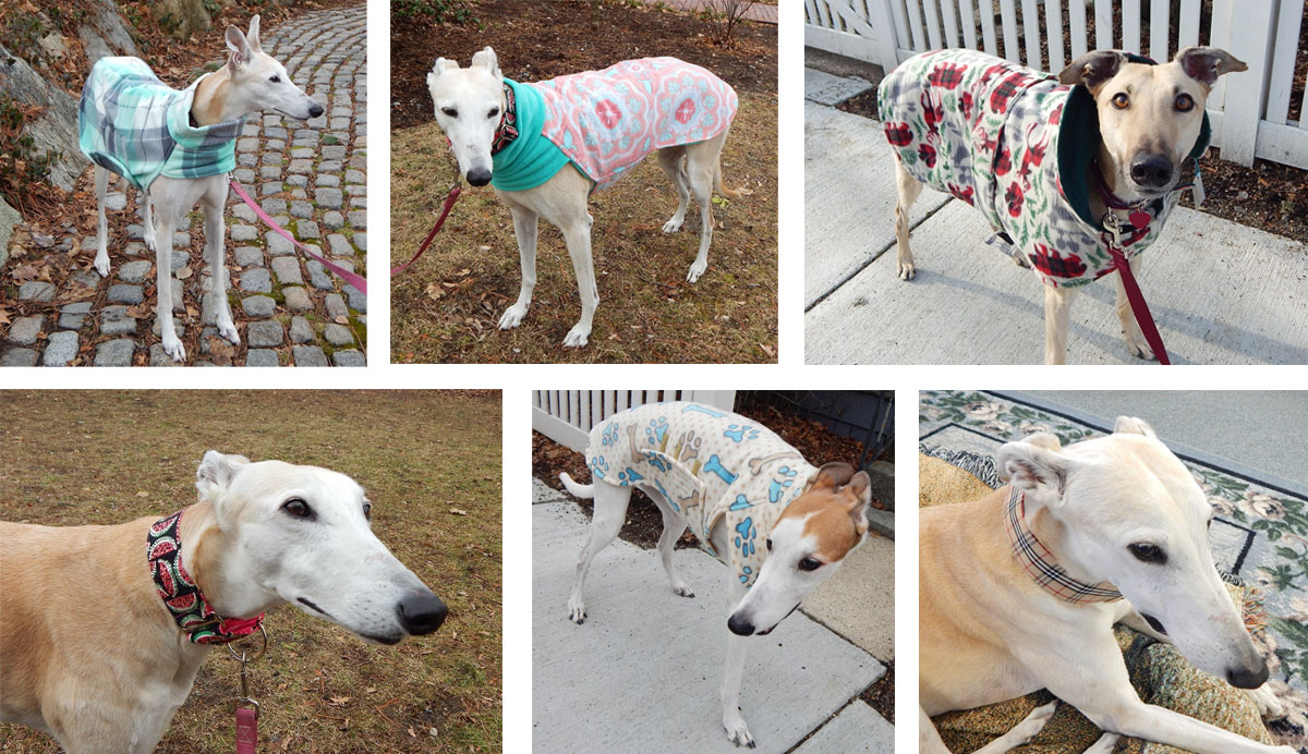 auction dog coats