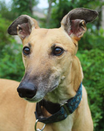 Clarise the greyhound