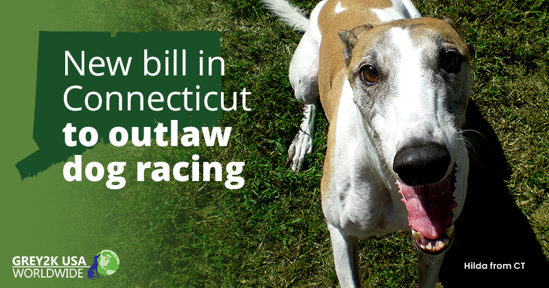 VICTORY! Last dog race held in Arkansas on Saturday