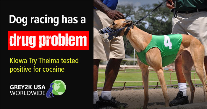 Dog racing has a drug problem