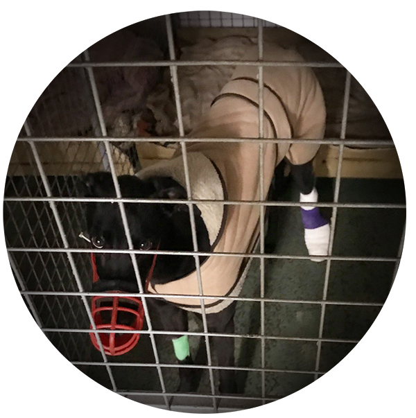 Racing dog in New Zealand