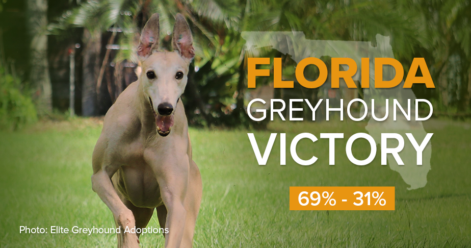 Florida greyhound victory 69%-31%