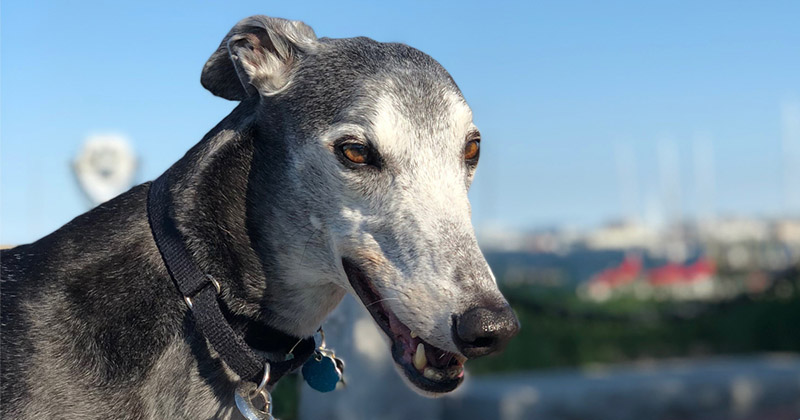 Gatsby the greyhound