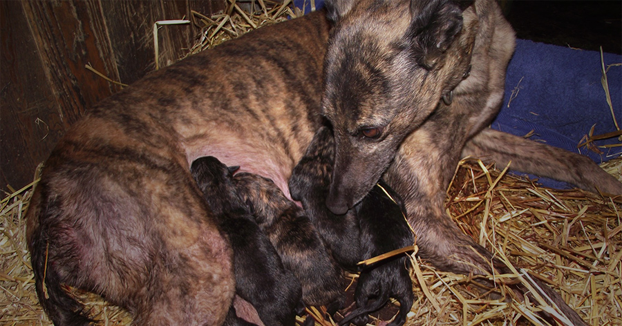 A greyhound with her puppies