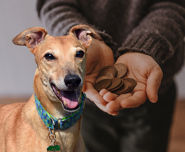 https://www.grey2kusa.org/shop/store.php#!/Greyhound-Freedom-Doll-6-Designs/p/78956691/category=22810095