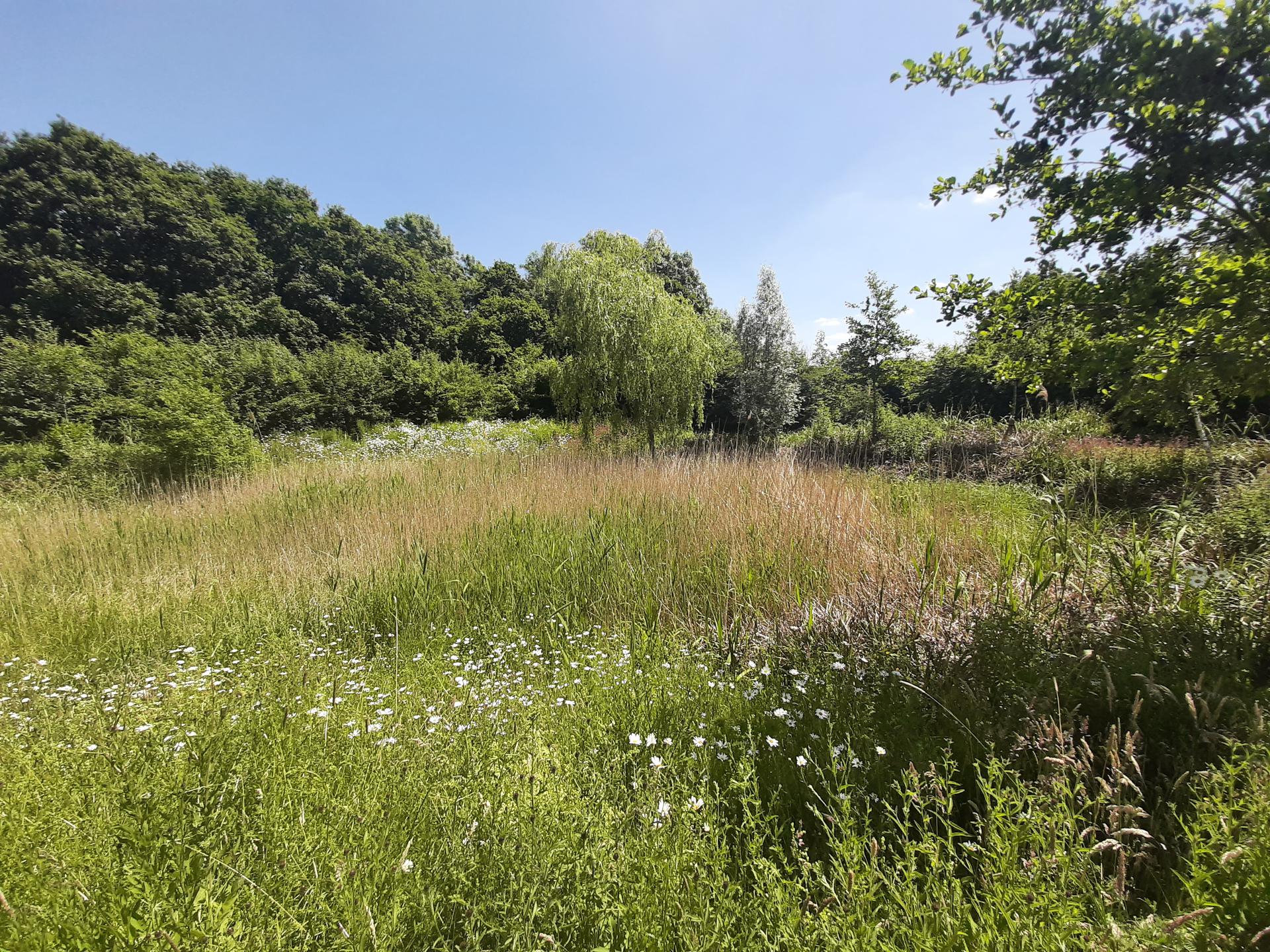 Rewilding Bushey New Cemetery