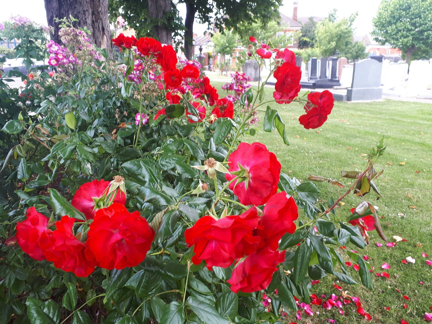 Head Volunteer Gardener