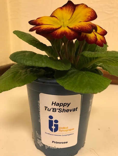 A Tu B'Shevat Gift