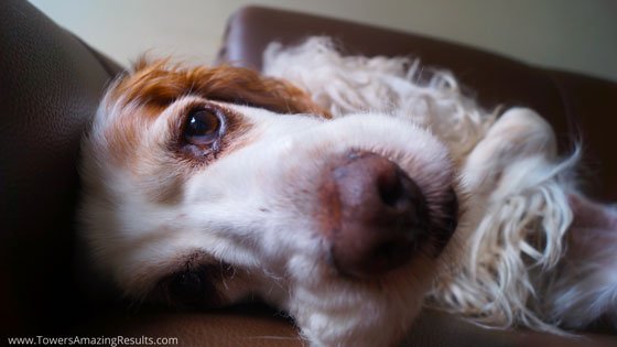 Pet odor and stain removal services in Dallas/Ft Worth Metroplex Area