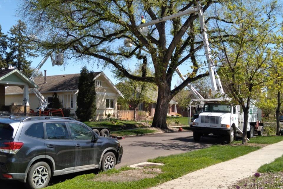 Tree Trimming & Pruning Limb Walkers Tree Service