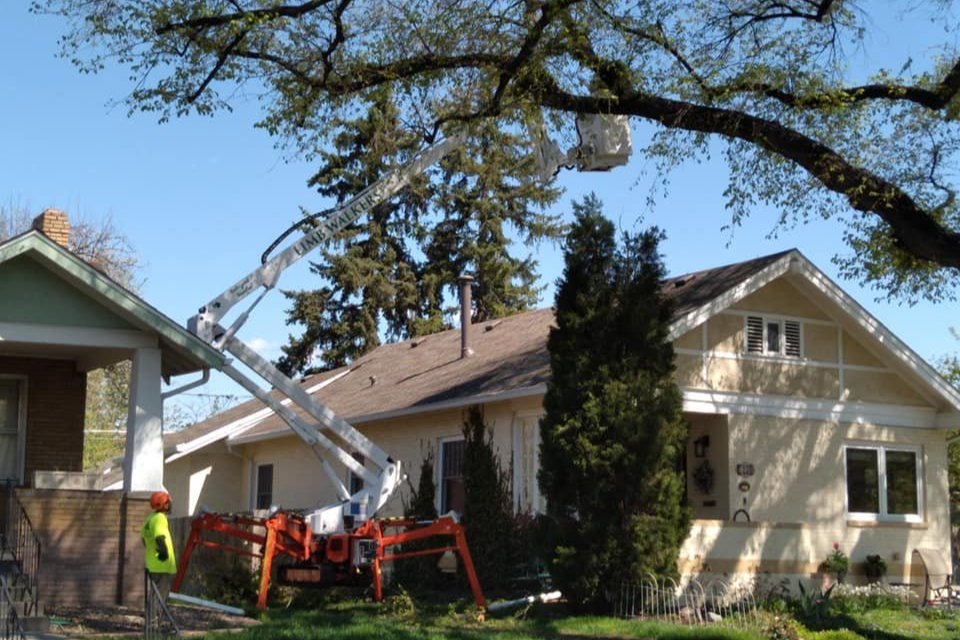 Tree Trimming & Pruning Limb Walkers Tree Service